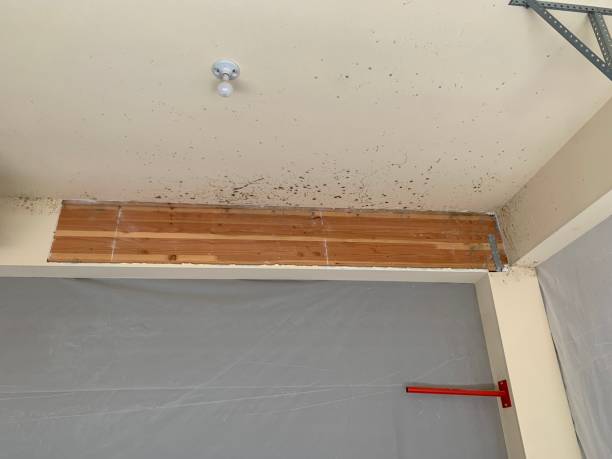 Idaho Springs, CO Mold Removal Company